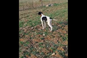 Εκπαιδευτικό σε ορτυκι... Fina svestonof...(4 μηνών)